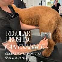 Sydnee's Pet Grooming - Business Photo Gallery Image