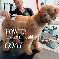 Sydnee's Pet Grooming - Business Photo Gallery Image