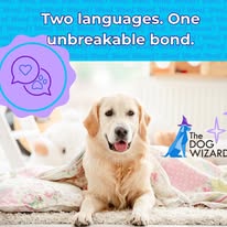The Dog Wizard Medina - Business Photo Gallery Image
