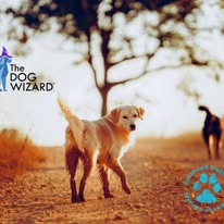 The Dog Wizard Medina - Business Photo Gallery Image