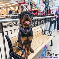 The Dog Wizard Medina - Business Photo Gallery Image
