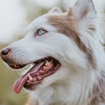 The Dog Wizard Medina - Business Photo Gallery Image