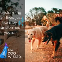 The Dog Wizard Medina - Business Photo Gallery Image