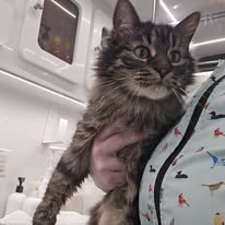 Radiance Mobile Pet Spa - Business Photo Gallery Image