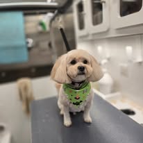 Radiance Mobile Pet Spa - Business Photo Gallery Image