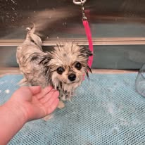 Radiance Mobile Pet Spa - Business Photo Gallery Image