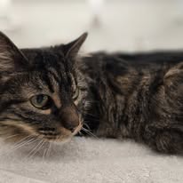 Radiance Mobile Pet Spa - Business Photo Gallery Image