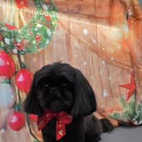 Radiance Mobile Pet Spa - Business Photo Gallery Image