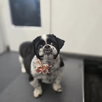 Radiance Mobile Pet Spa - Business Photo Gallery Image