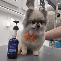 Radiance Mobile Pet Spa - Business Photo Gallery Image