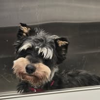 Radiance Mobile Pet Spa - Business Photo Gallery Image