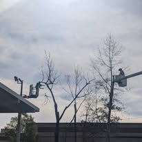 Ox Tree Services, LLC - Business Photo Gallery Image