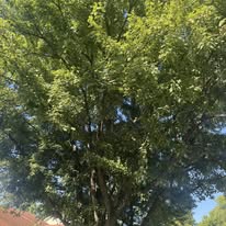 1 And Done Tree Service, LLC - Business Photo Gallery Image