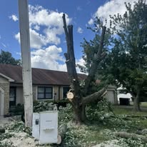 1 And Done Tree Service, LLC - Business Photo Gallery Image