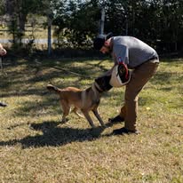 All American K9 - Business Photo Gallery Image