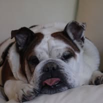 All American K9 - Business Photo Gallery Image