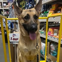 All American K9 - Business Photo Gallery Image