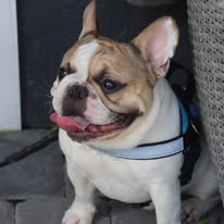 All American K9 - Business Photo Gallery Image