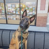 All American K9 - Business Photo Gallery Image