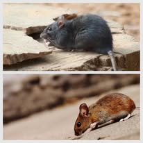 Pest-X - Business Photo Gallery Image