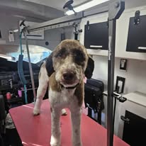 Dogs N Divas Mobile Grooming - Business Photo Gallery Image