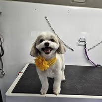 Dogs N Divas Mobile Grooming - Business Photo Gallery Image
