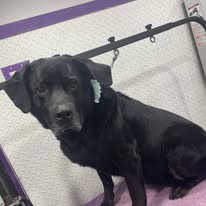 Dogs N Divas Mobile Grooming - Business Photo Gallery Image