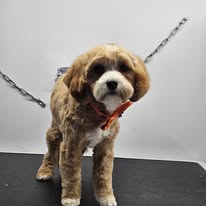 Dogs N Divas Mobile Grooming - Business Photo Gallery Image