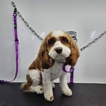 Dogs N Divas Mobile Grooming - Business Photo Gallery Image