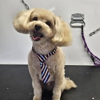 Dogs N Divas Mobile Grooming - Business Photo Gallery Image