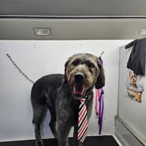 Dogs N Divas Mobile Grooming - Business Photo Gallery Image