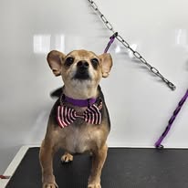 Dogs N Divas Mobile Grooming - Business Photo Gallery Image