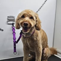 Dogs N Divas Mobile Grooming - Business Photo Gallery Image