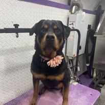 Dogs N Divas Mobile Grooming - Business Photo Gallery Image