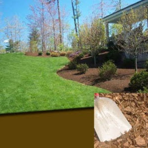 Plant Mulch