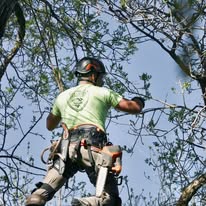 Skyline Tree Service, LLC - Business Photo Gallery Image