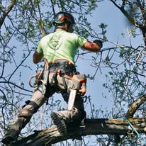 Skyline Tree Service, LLC - Business Photo Gallery Image