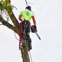 Skyline Tree Service, LLC - Business Photo Gallery Image