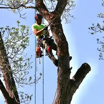 Skyline Tree Service, LLC - Business Photo Gallery Image