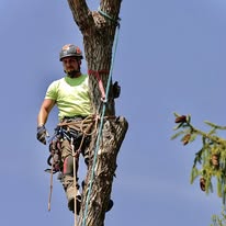 Skyline Tree Service, LLC - Business Photo Gallery Image