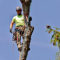 Skyline Tree Service, LLC - Business Photo Gallery Image